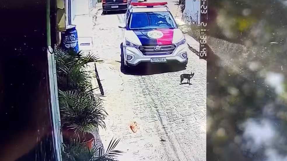 Viatura da PM atropela e mata cadela em rua de João&nbsp;Pessoa